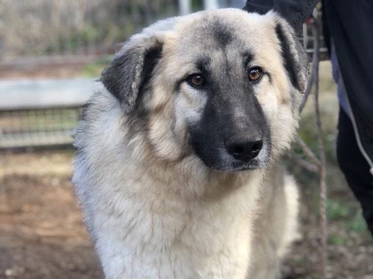 Adotta un cane, femmina, 2 anni  e 6 mesi , Latina
