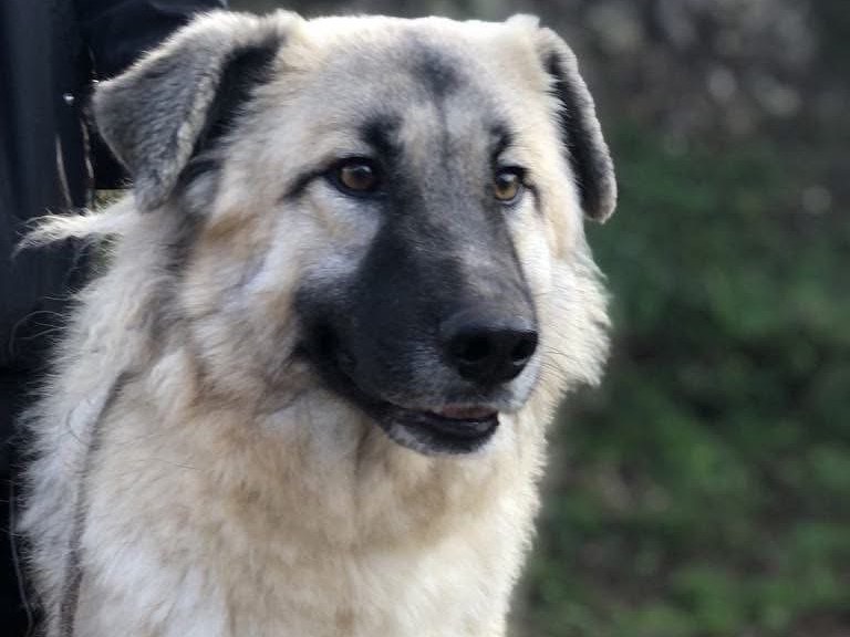 Adotta un cane, taglia grande, femmina, Latina