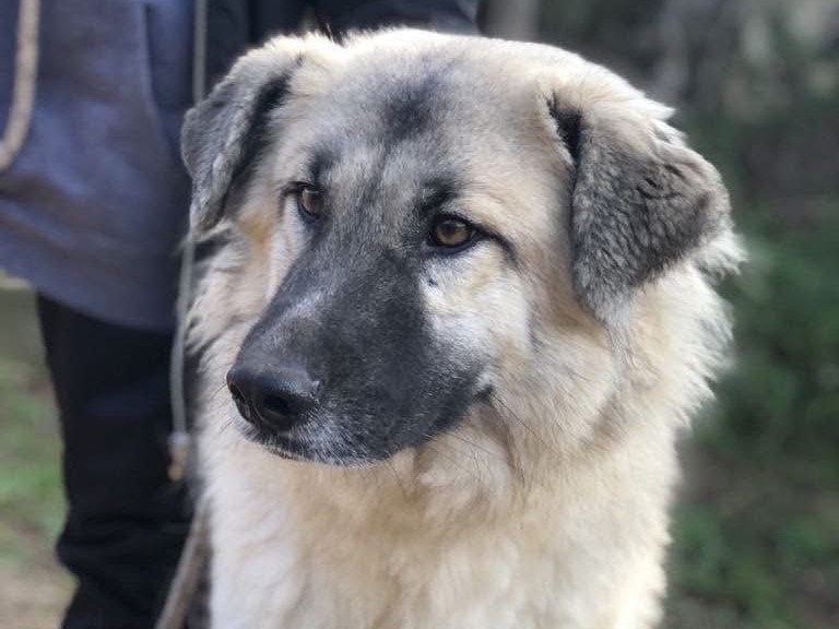 Vuoi adottare un cane a Latina?