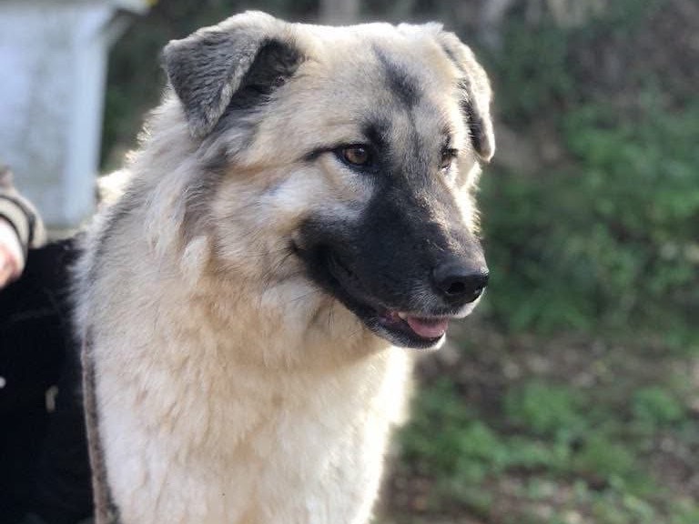 Adotta il cane Circe a Latina
