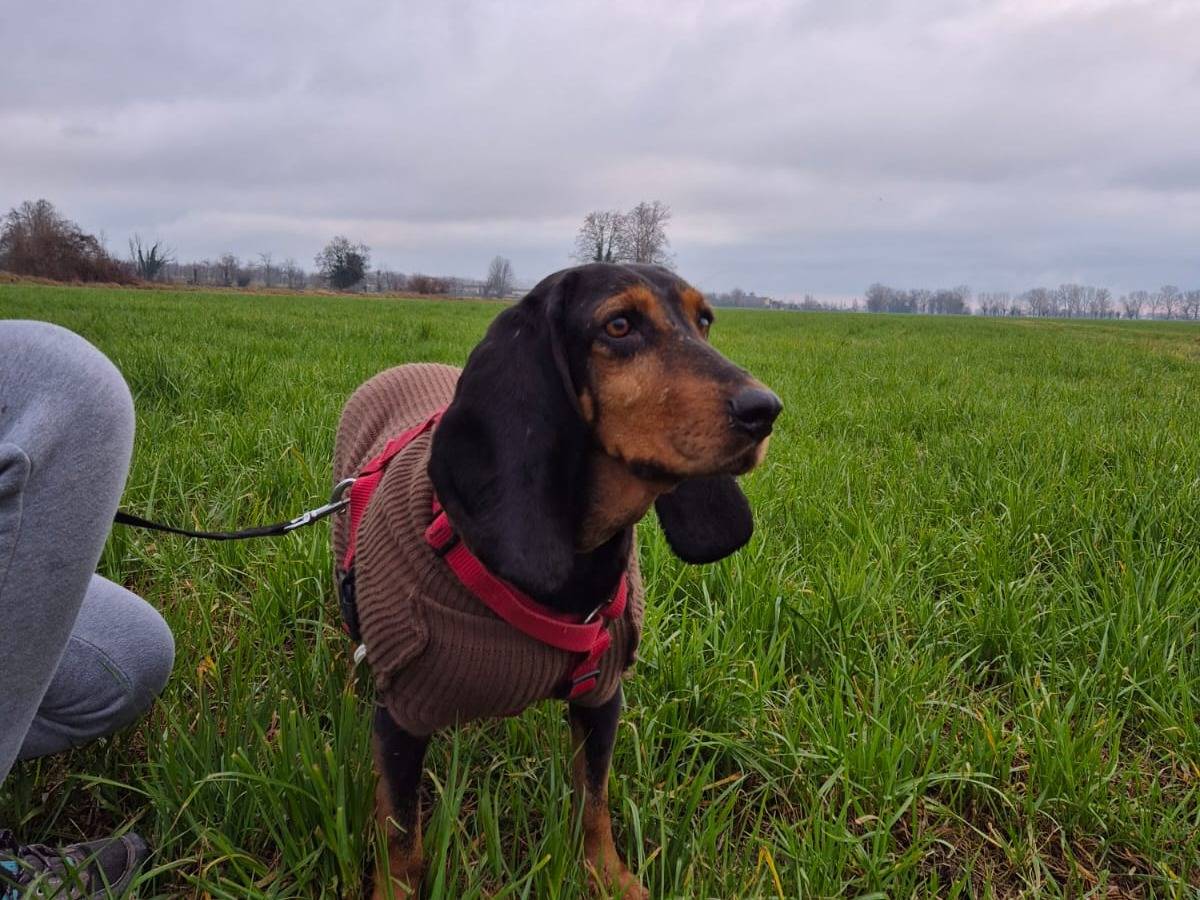 Adotta un cane, femmina, 6 anni  e 2 mesi , Bergamo