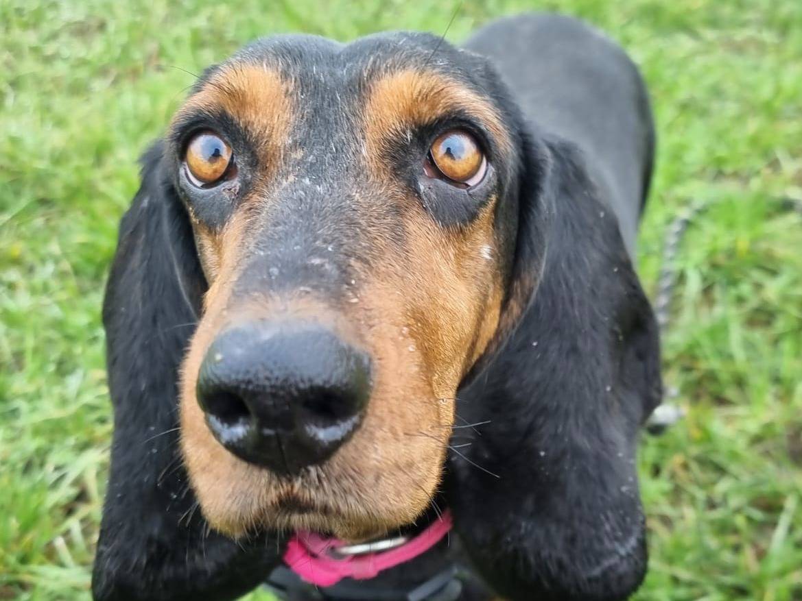 Adotta un cane, taglia media contenuta, femmina, Bergamo