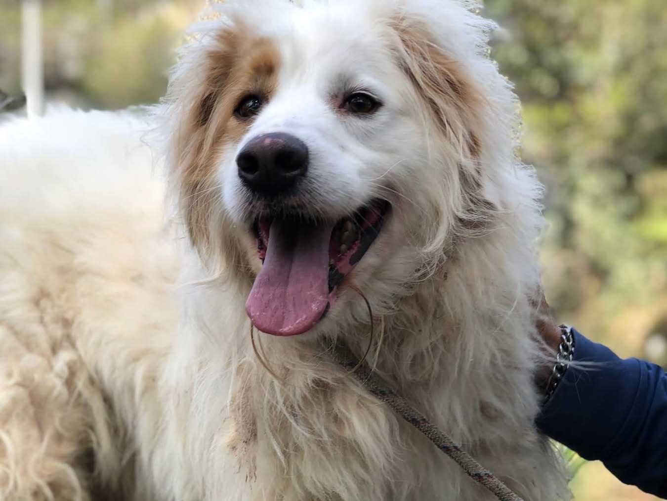 Adotta un cane, maschio, 7 anni  e 4 mesi , Latina