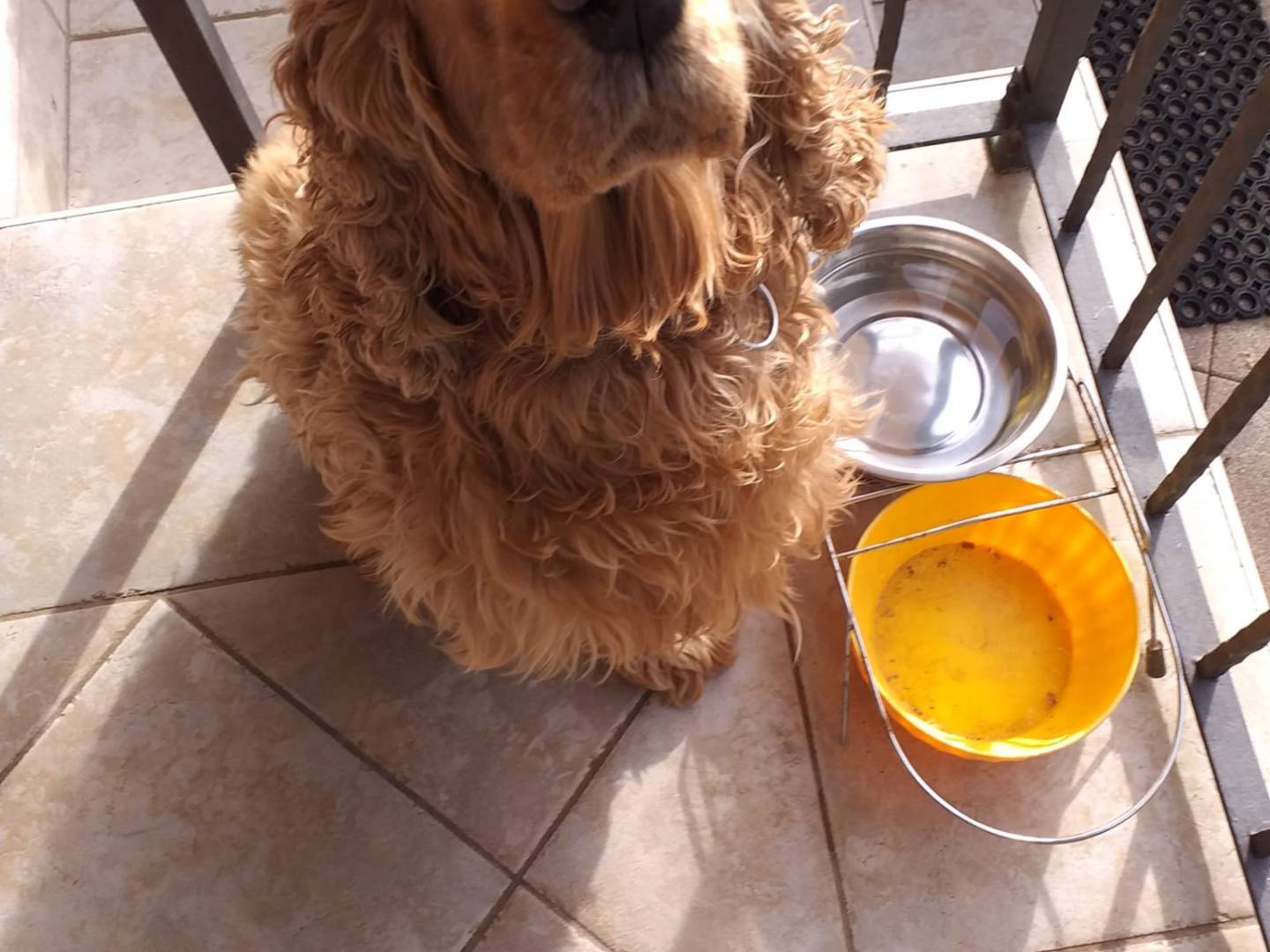 Adotta un cane, maschio, 9 anni  e 2 mesi , Vicenza