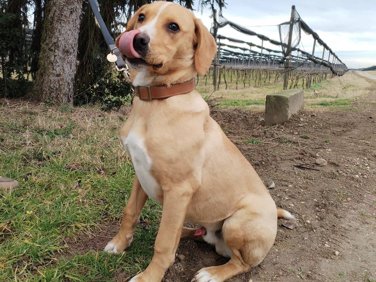 Adotta un cane, maschio, 1 anno e 7 mesi, Verona