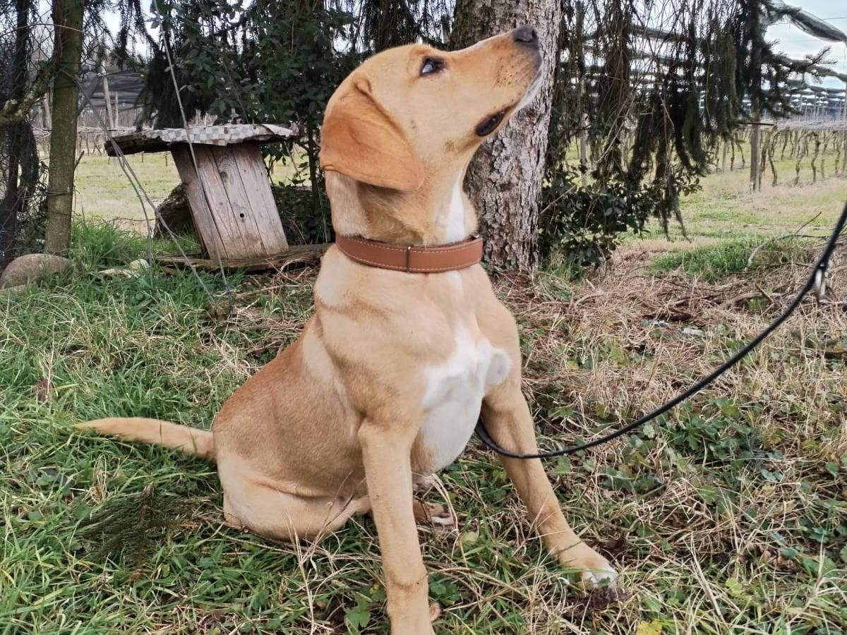 Adotta un cane, taglia grande, maschio, Verona