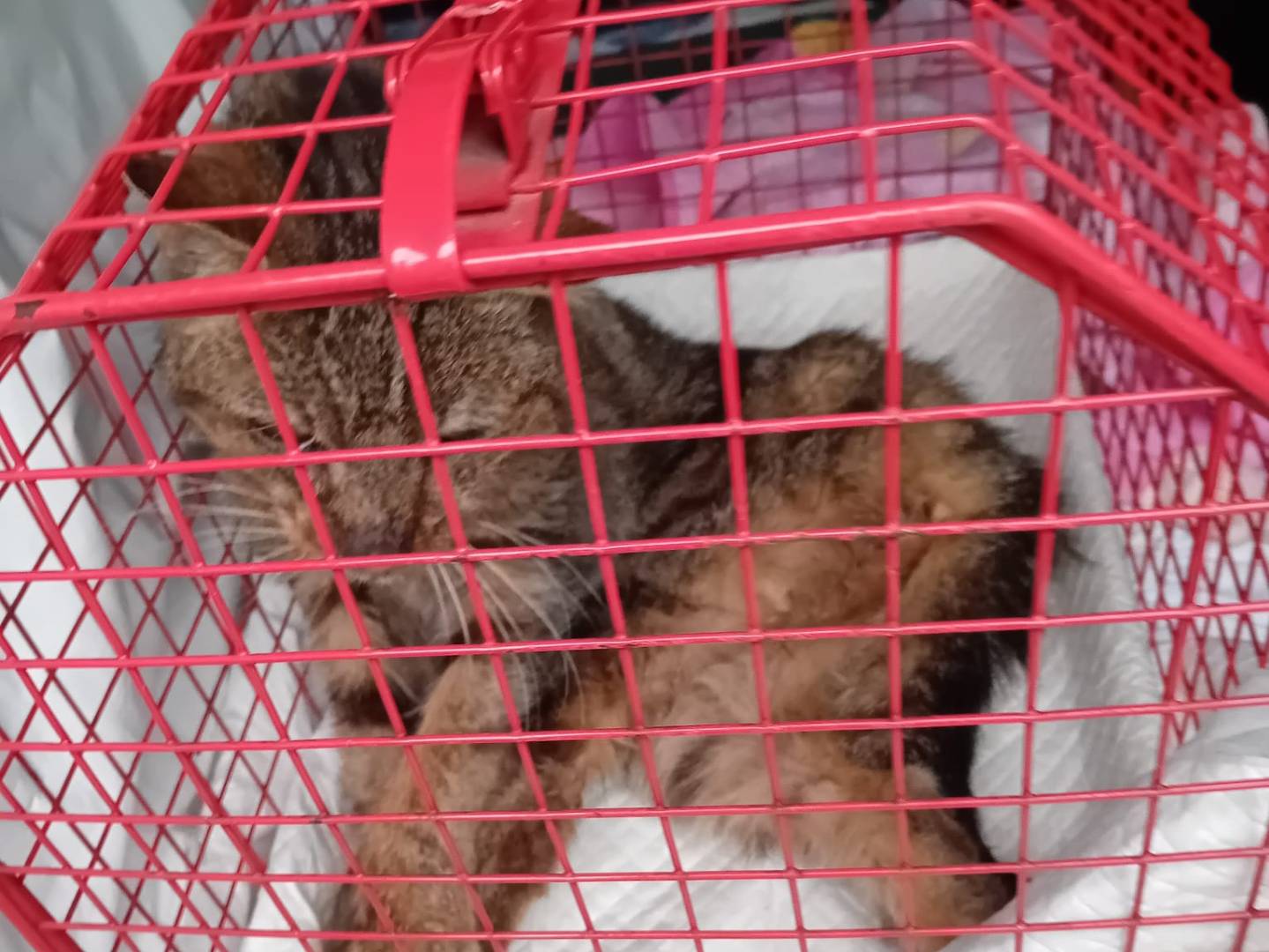 Foto dell'animale