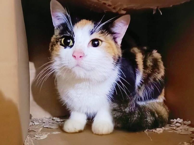 Adozione gatto, femmina, Razza sconosciuta Razza sconosciuta, 2 anni e 7 mesi, taglia non valida, Verona