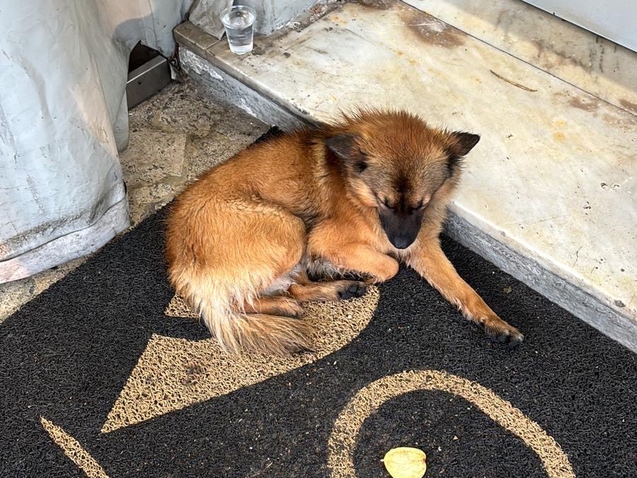 Adotta un cane, maschio, 1 anno e 6 mesi , Frosinone