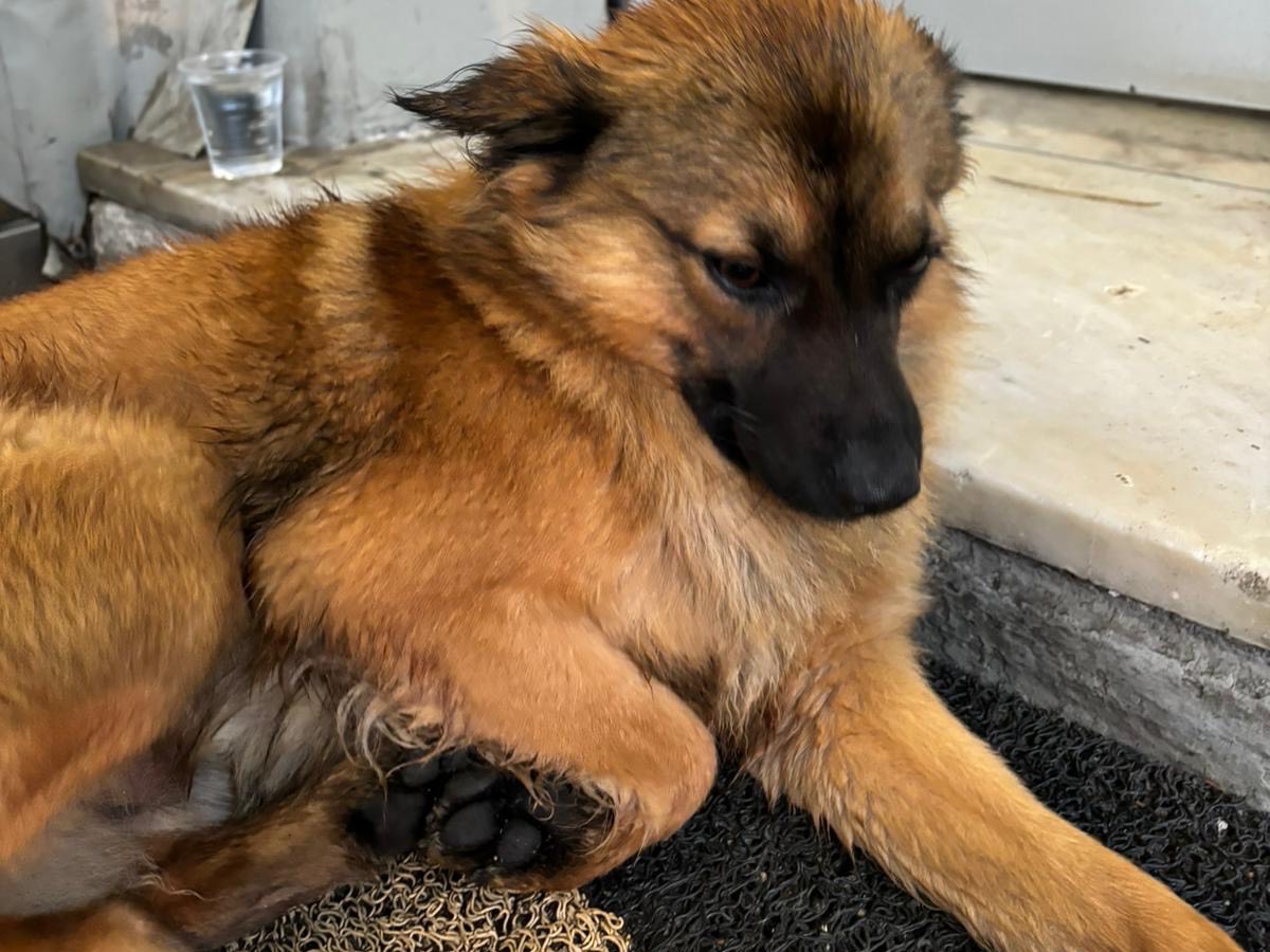 Adotta un cane, taglia piccola, maschio, Frosinone