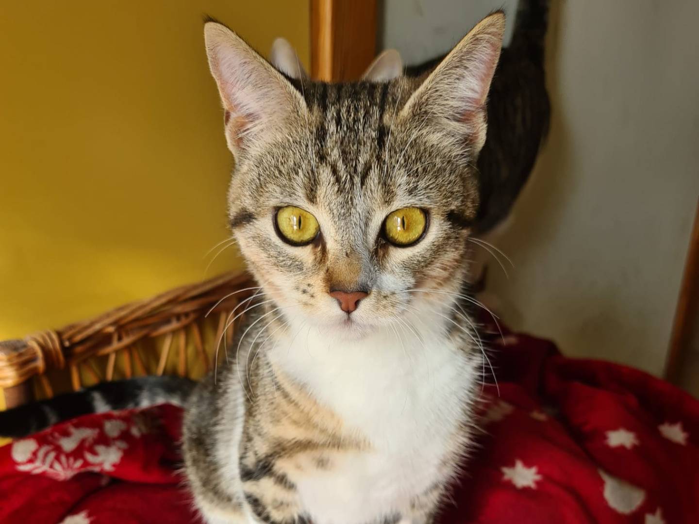 Adozione gatto, femmina, Razza sconosciuta Razza sconosciuta, 1 anno e 7 mesi, taglia non valida, Bari