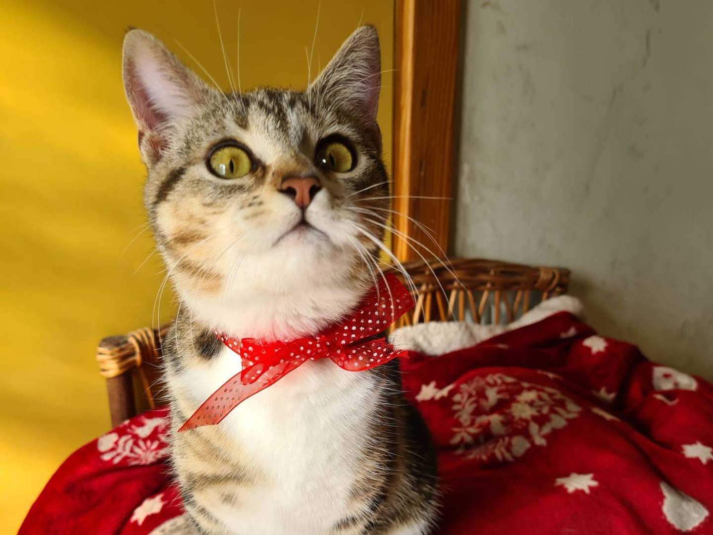 Adotta un gatto, taglia non valida, femmina, Bari