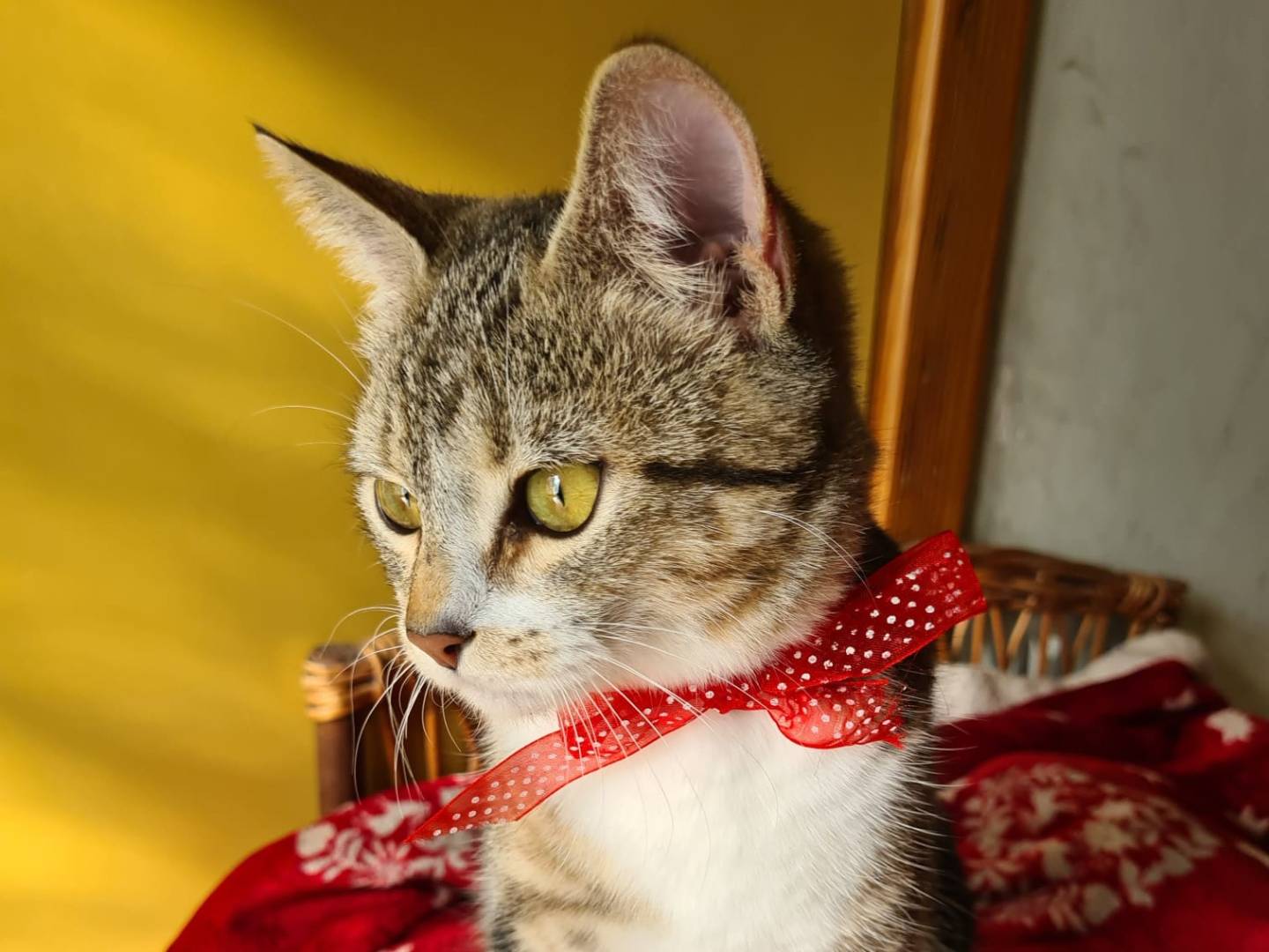 Vuoi adottare un gatto a Bari?