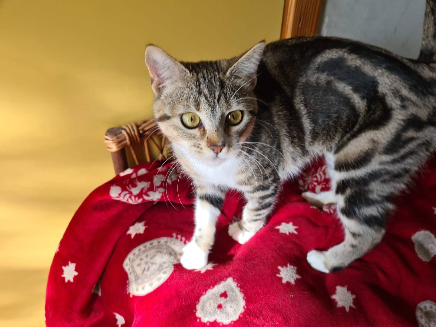 Adotta il gatto Bella a Bari