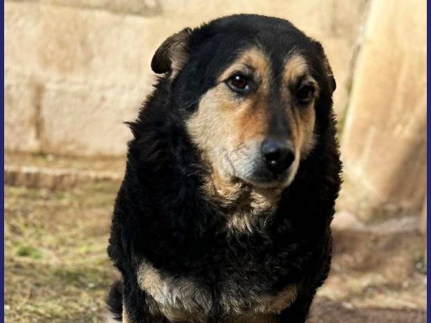 Adotta un cane, maschio, 8 anni  e 8 mesi , Caserta