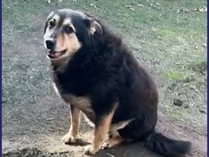 Adotta un cane, taglia media, maschio, Caserta