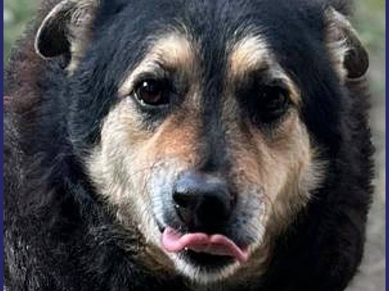 Vuoi adottare un cane a Caserta?