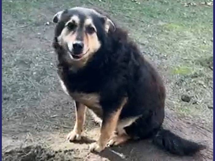 Adotta il cane PONCHO a Caserta