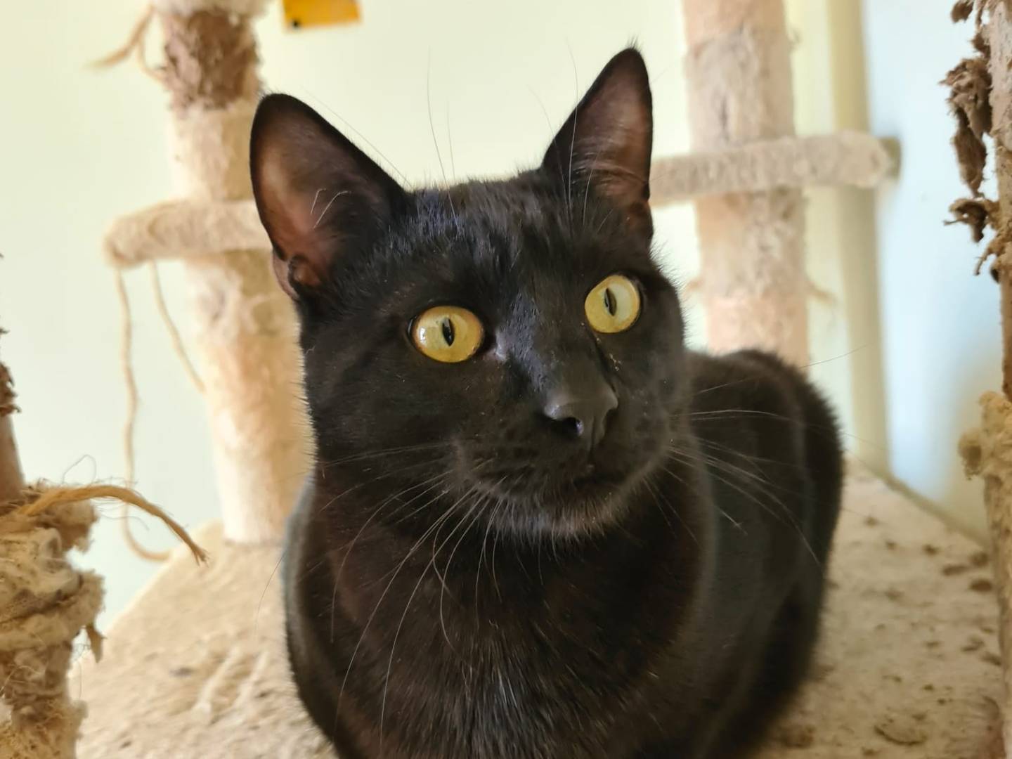 Adozione gatto, maschio, Razza sconosciuta Razza sconosciuta, 1 anno e 9 mesi, taglia non valida, Bari