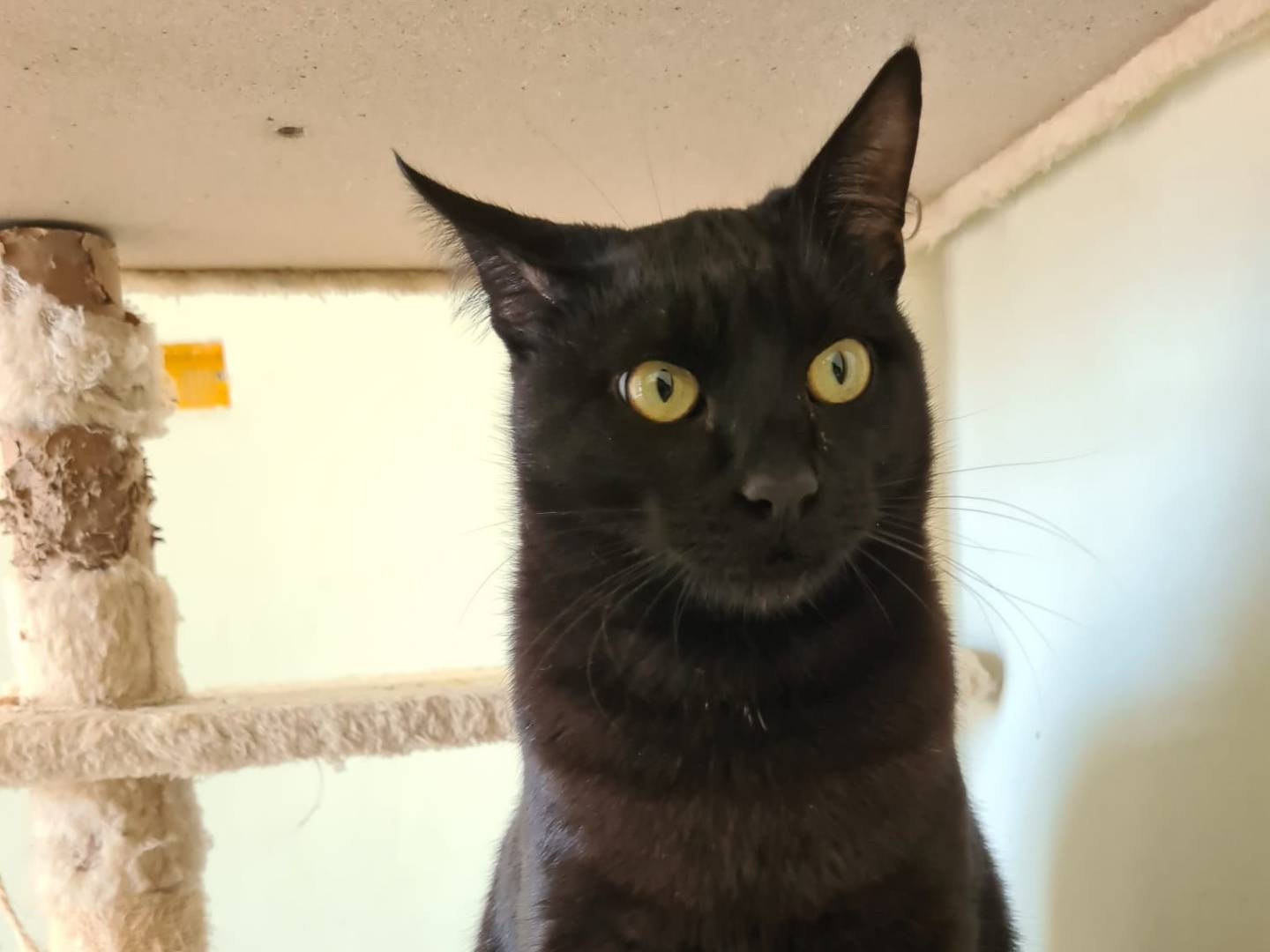 Adotta un gatto, maschio, 1 anno e 9 mesi, Bari