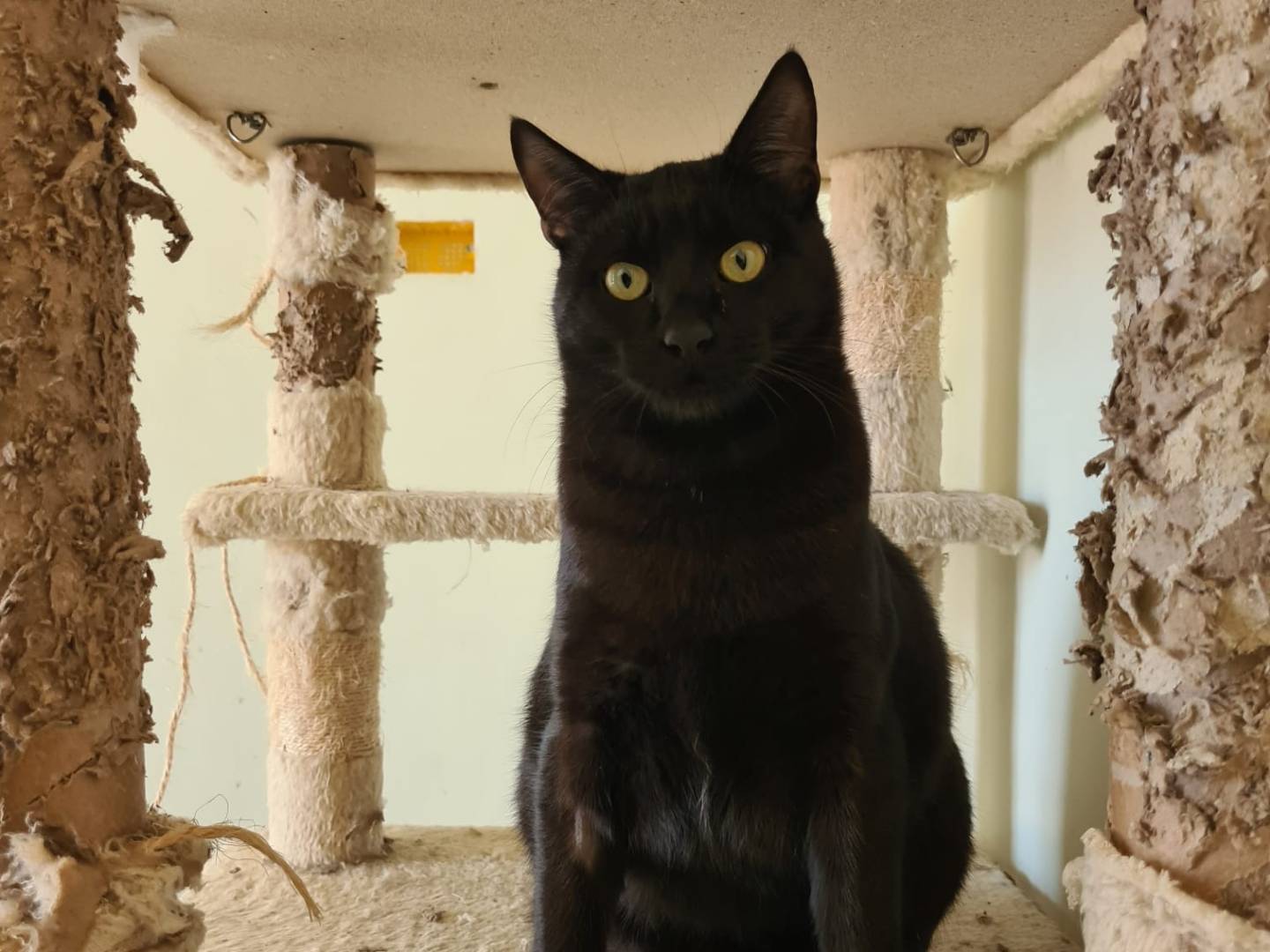 Adotta un gatto, taglia non valida, maschio, Bari