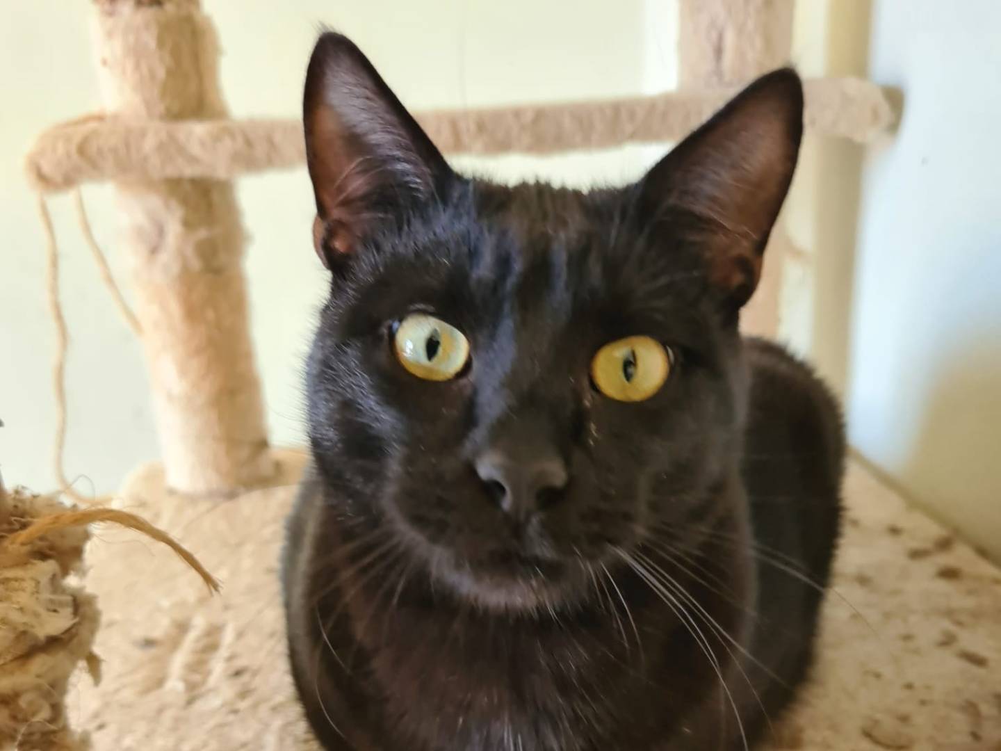 Vuoi adottare un gatto a Bari?