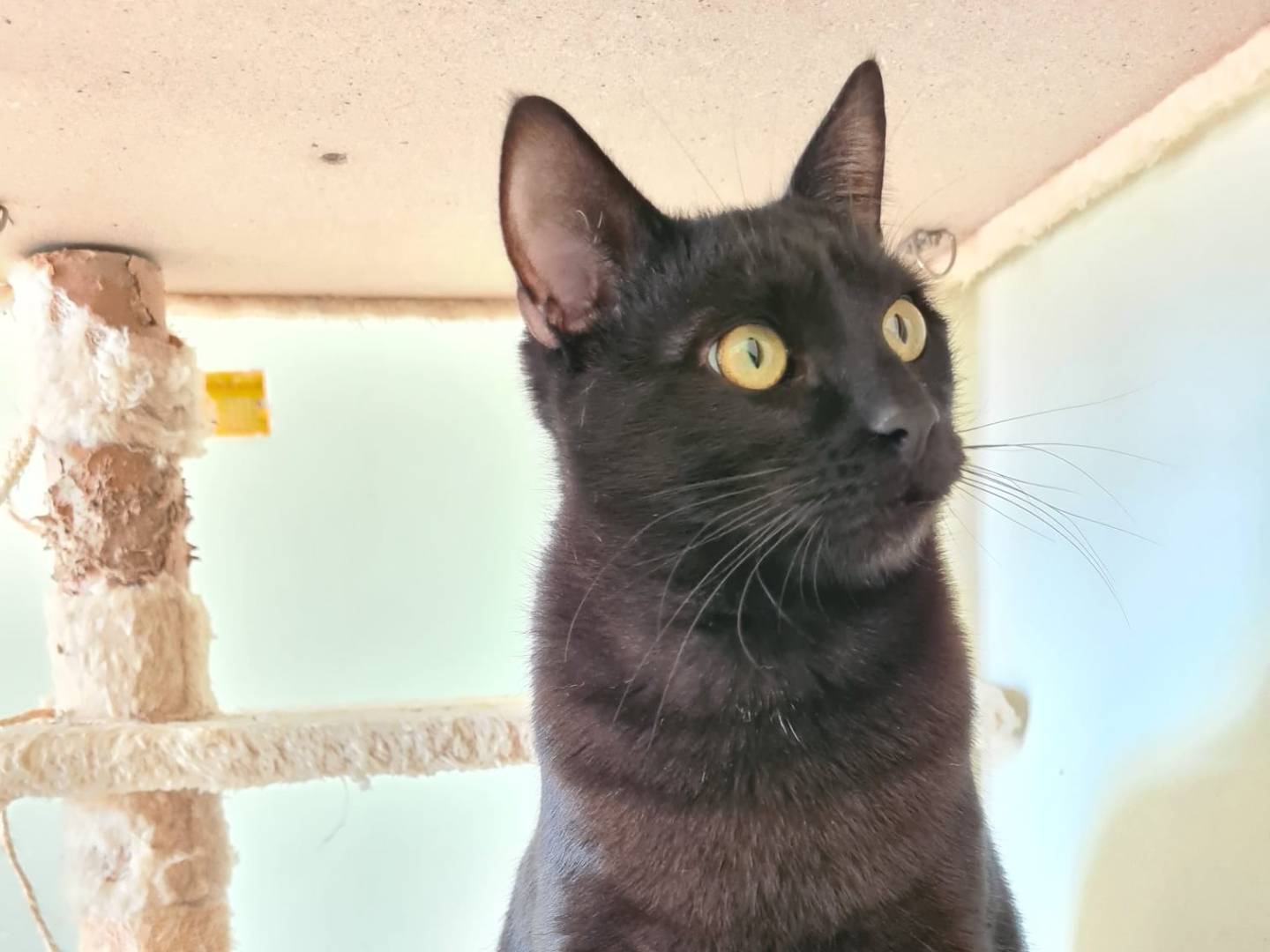 Adotta il gatto Matt a Bari