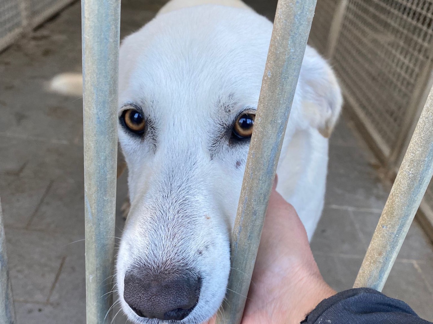 Adotta un cane, taglia media contenuta, femmina, Bergamo