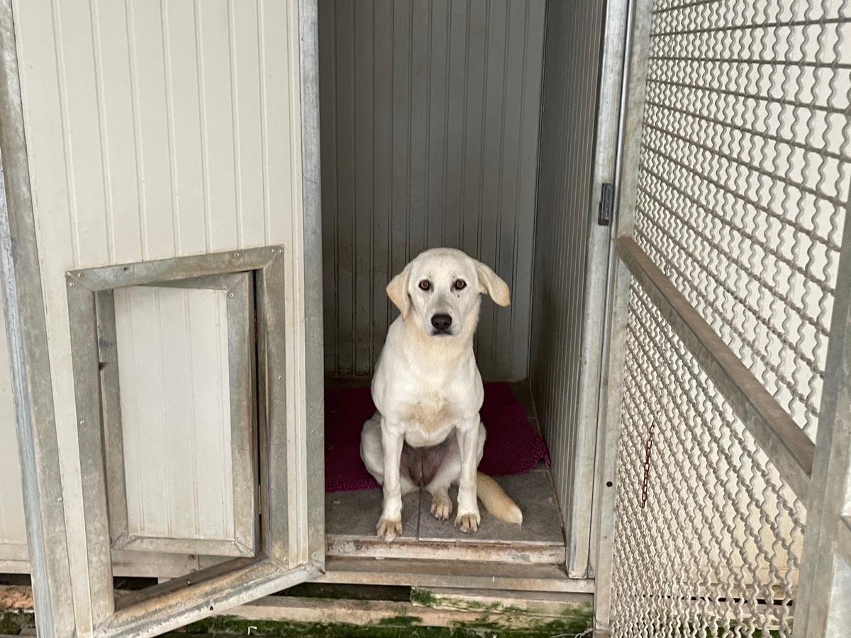 Vuoi adottare un cane a Bergamo?