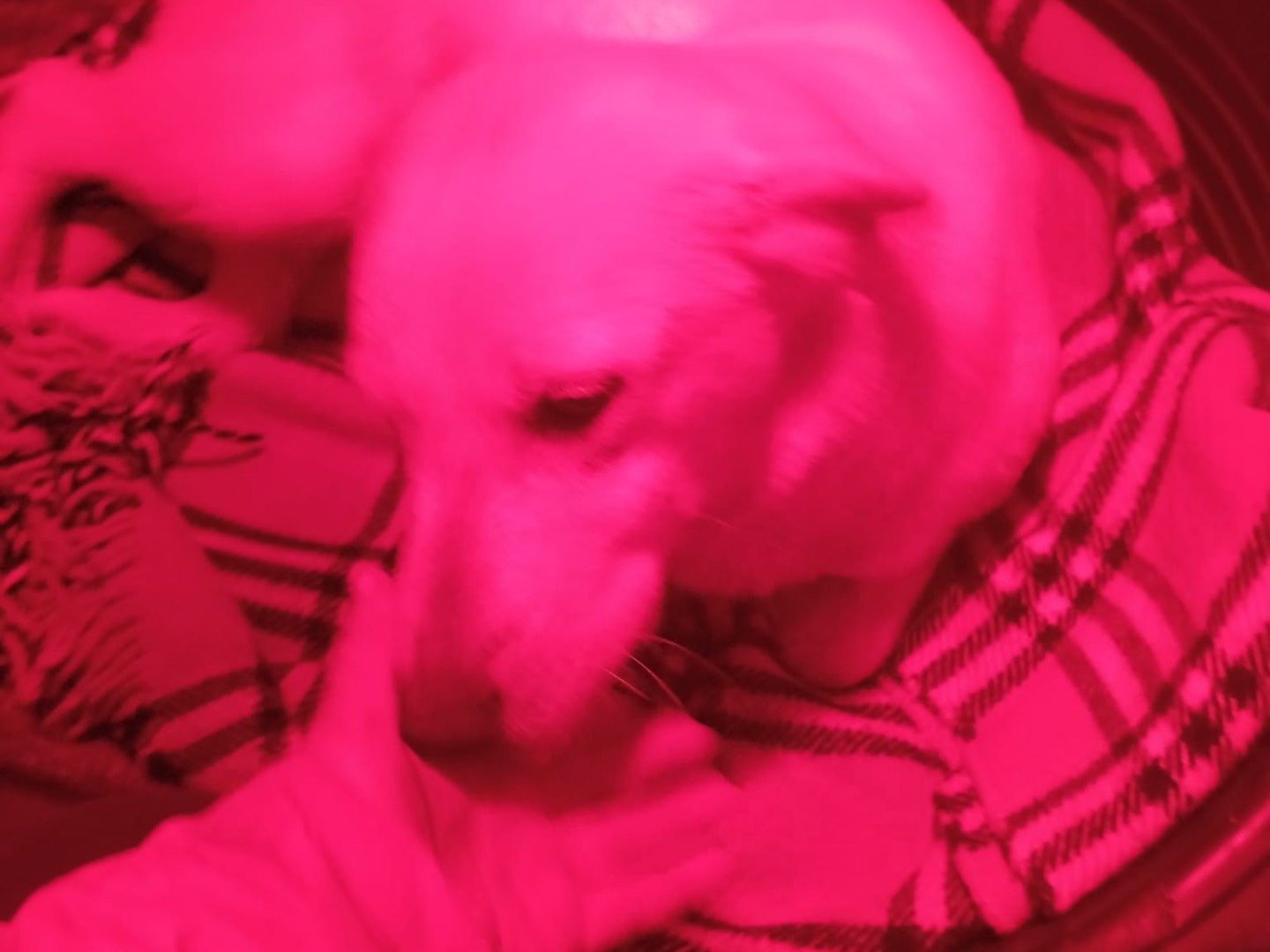 Adotta il cane Bella a Bergamo