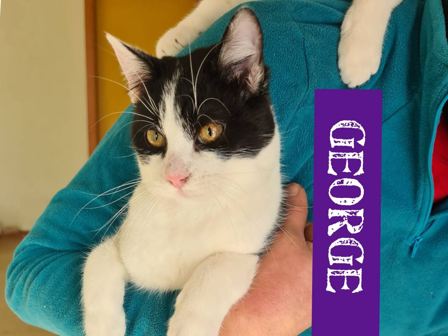 Adozione gatto, maschio, Razza sconosciuta Razza sconosciuta, 1 anno e 8 mesi, taglia non valida, Bari