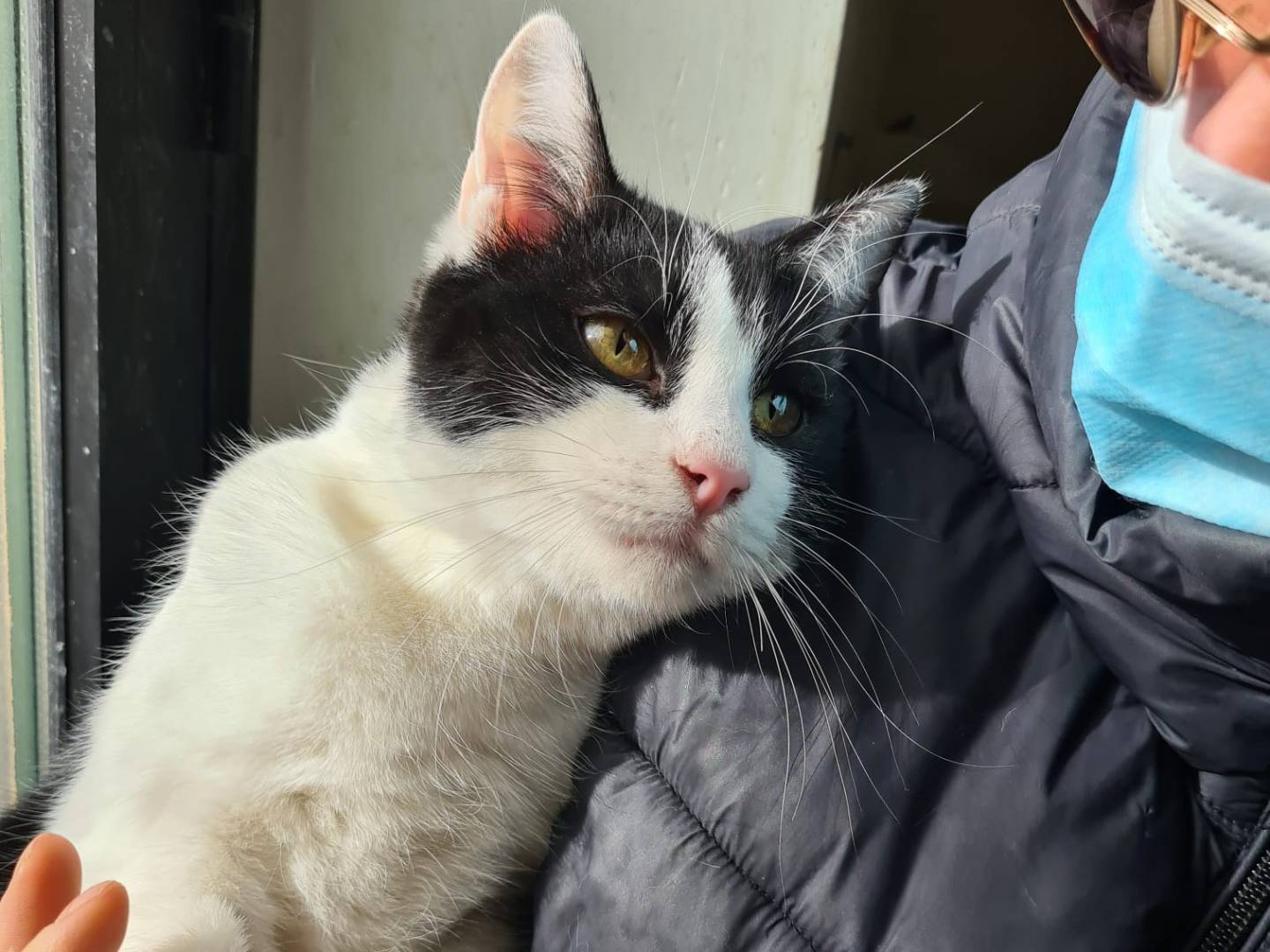 Adotta un gatto, maschio, 1 anno e 8 mesi, Bari