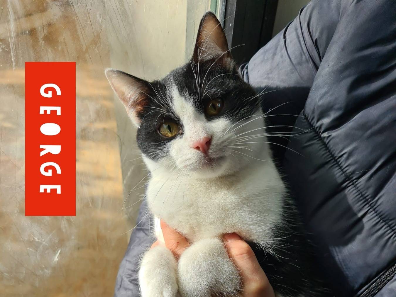 Vuoi adottare un gatto a Bari?