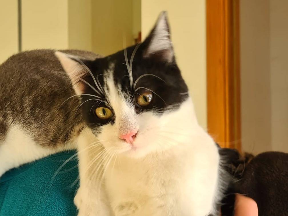 Adotta il gatto George  a Bari