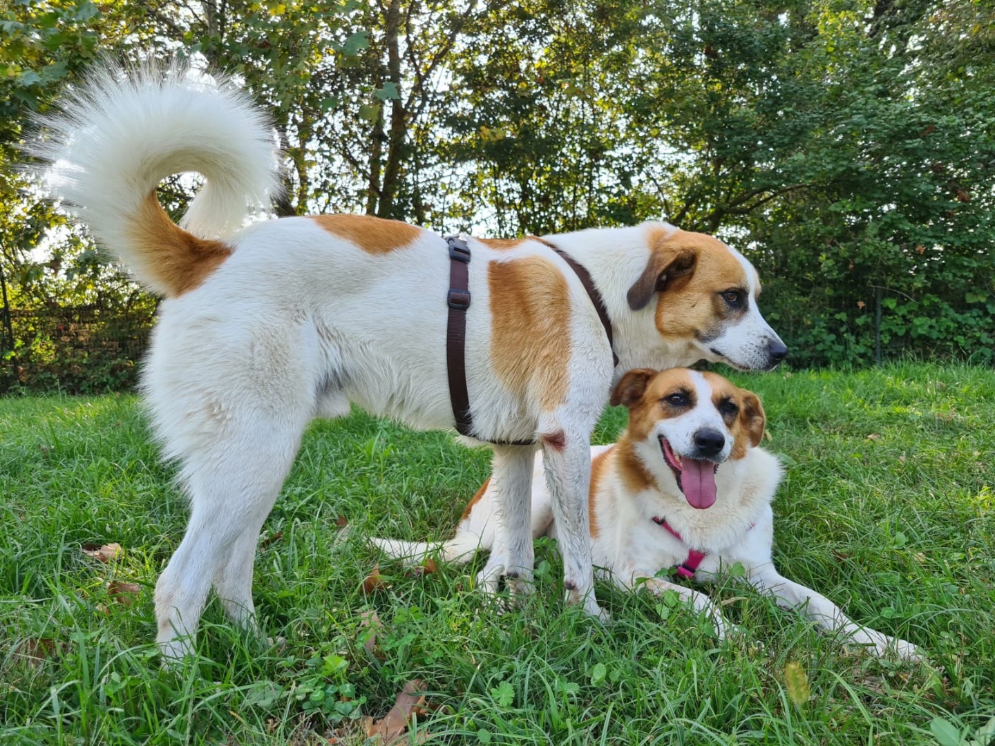 Adotta un cane, maschio, 4 anni  e 2 mesi , Bergamo