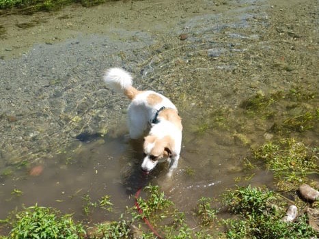 Adotta un cane, taglia media, maschio, Bergamo