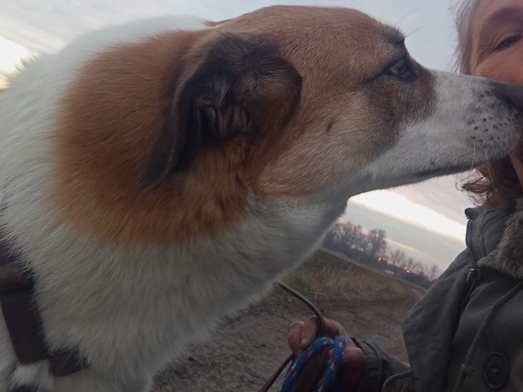 Vuoi adottare un cane a Bergamo?