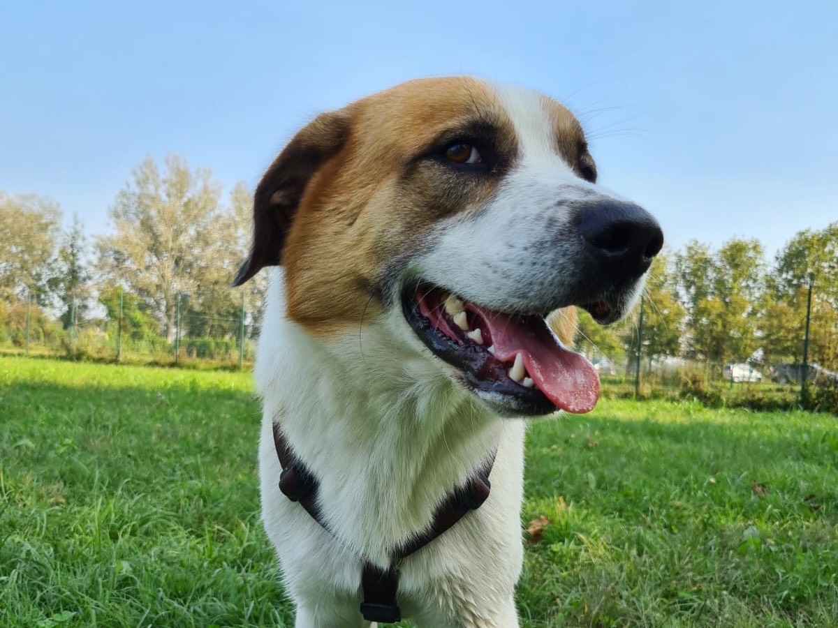 Adotta il cane MARIO a Bergamo