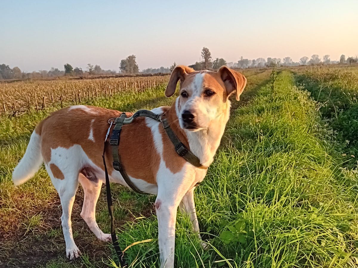 Foto dell'animale