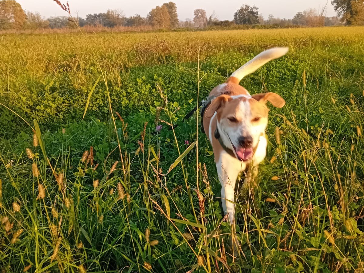 Adotta un cane, maschio, 6 anni  e 8 mesi , Bergamo