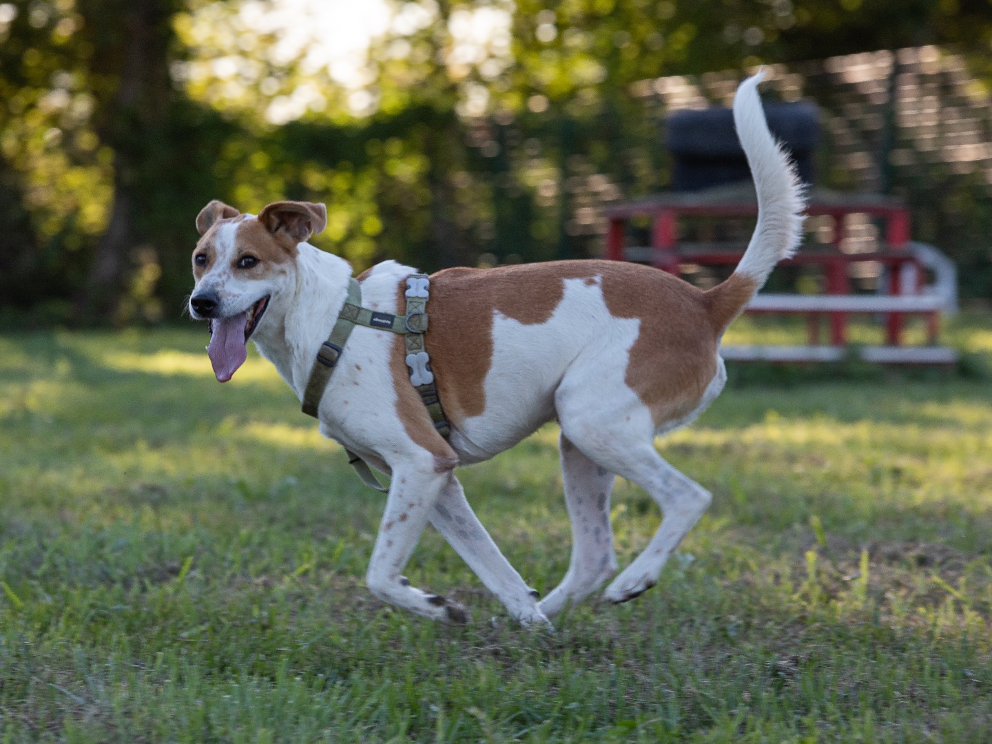Adotta un cane, taglia media, maschio, Bergamo