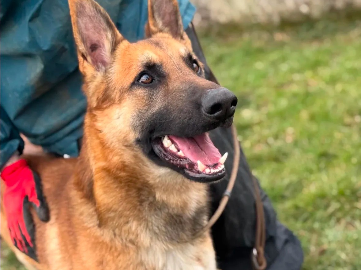 Adotta un cane, maschio, 2 anni  e 2 mesi , Frosinone