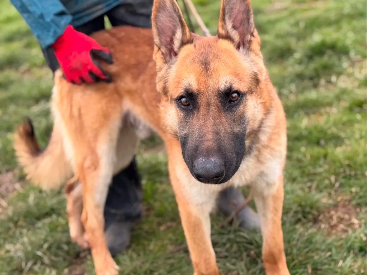 Adotta un cane, taglia media, maschio, Frosinone
