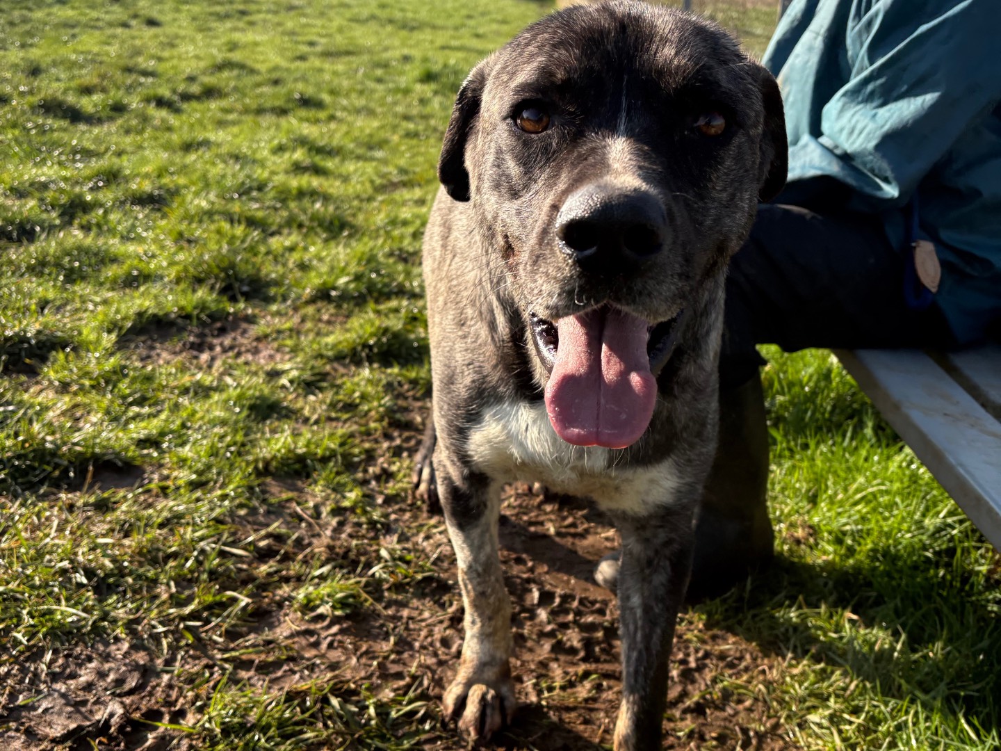 Adotta un cane, maschio, 2 anni  e 4 mesi , Frosinone