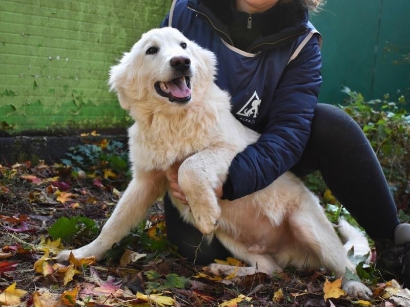 Adotta un cane, taglia grande, maschio, Roma