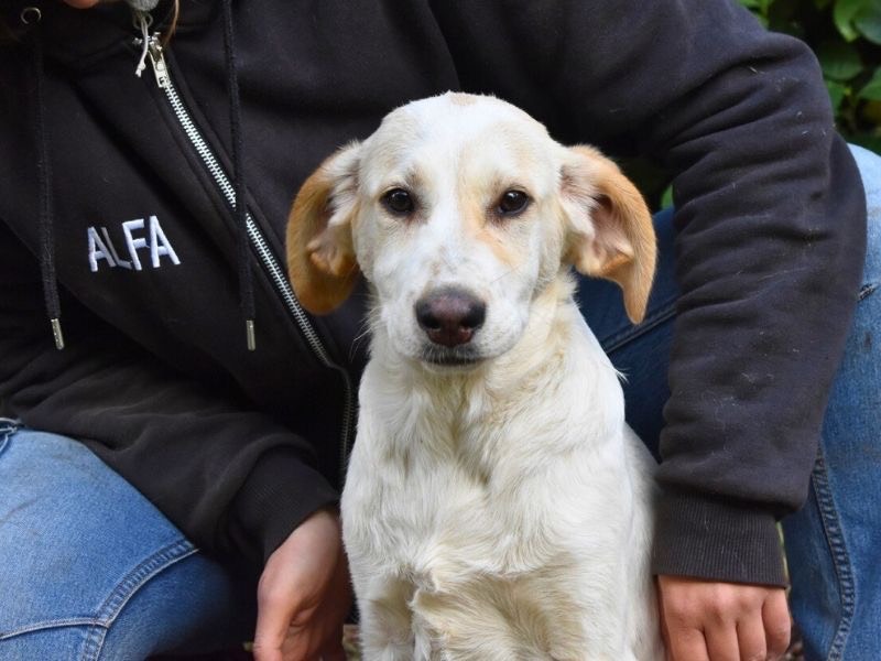 Adozione cane, maschio, Razza sconosciuta Razza sconosciuta, 8 mesi, taglia media, Roma