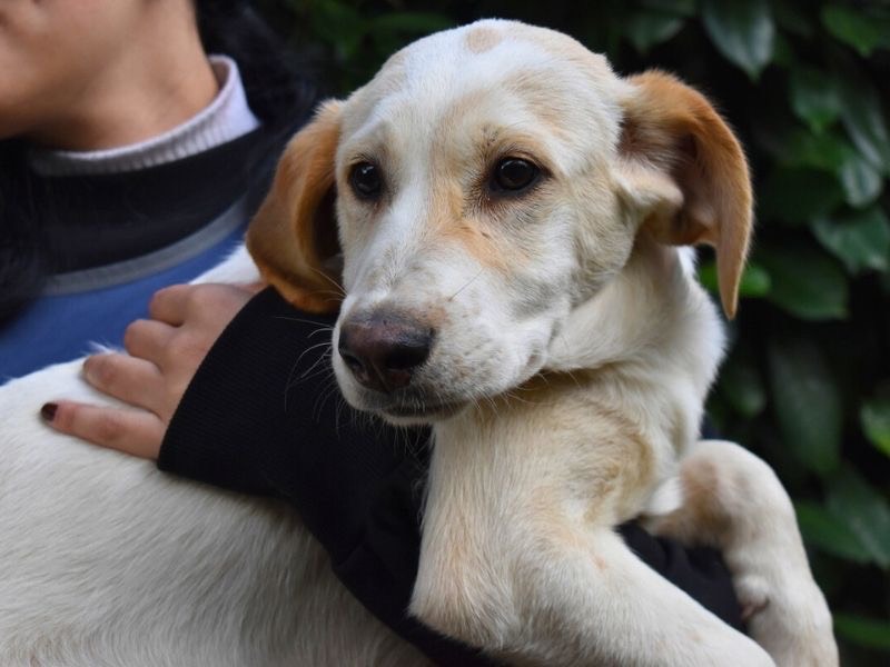 Adotta un cane, taglia media, maschio, Roma