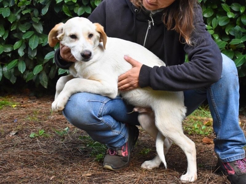 Vuoi adottare un cane a Roma?
