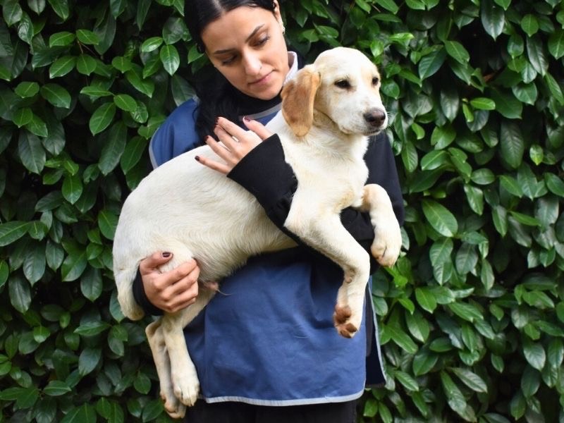 Adotta il cane Haides  a Roma