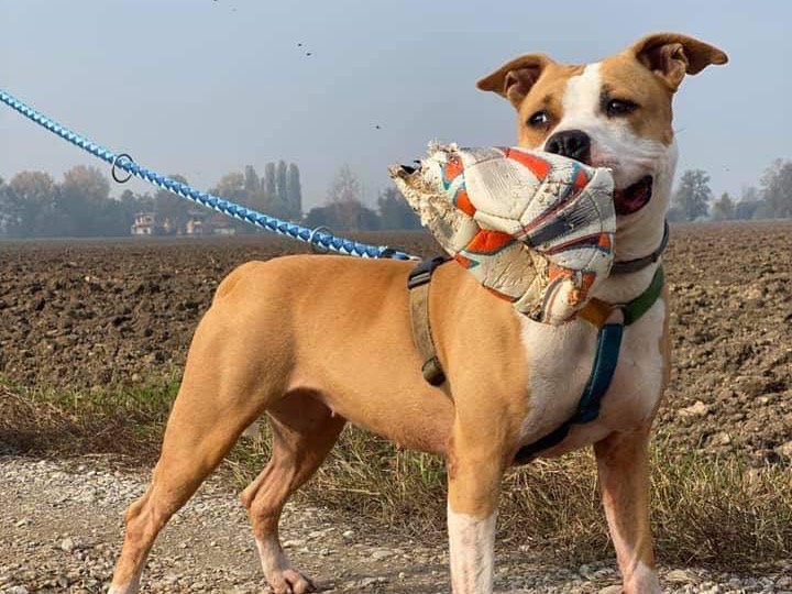 Adotta un cane, femmina, 8 anni  e 11 mesi , Bergamo